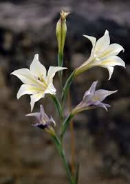 Image result for Gladiolus zimbabweensis