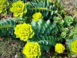 Image result for Euphorbia