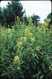 Image result for Cestrum parqui