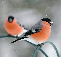 birds kus punatulkku bayagi sakrak kusu bullfinch pet birds pretty birds