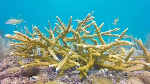 Zoanthus is a genus of anthozoans in the family zoanthidae. Coral Morphologic Research