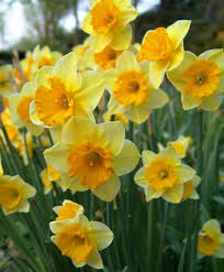 Narcissus Derringer Jonquilla Narcissi An American Hybrid Courtesy Of Brent Heath Derringer Has A 2 3 4 L Narcissus Flower Bulb Flowers Beautiful Flowers