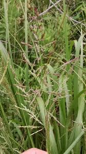 Image result for Panicum monticola