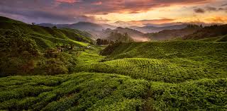 There are 5 ways to get from kuala lumpur sentral station to cameron highlands by train, taxi, bus or car. Singapore To Cameron Highlands Go By Flight Or Bus 2021