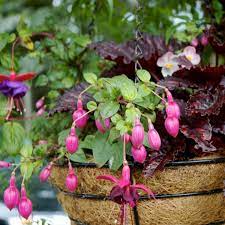 Maybe you would like to learn more about one of these? How To Keep Hanging Baskets Moist
