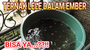 Ternak Lele Dalam Ember Youtube