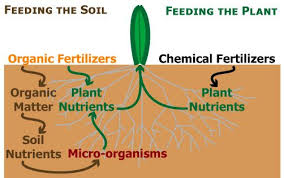 Organic Fertilizer Organic Lawn Care Organic Plants Organic Lawn