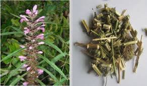 Image result for Leonurus japonicus