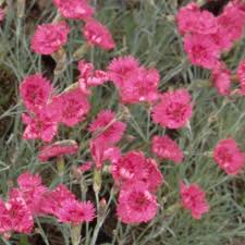 Dianthus Gratianopolitanus Rubin Pfingst Nelke At Staudenstade