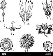 Image result for Hamamelidaceae