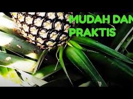 Cara mengatasi mimisan pada hidung kondisi ini dikenal dengan anosmia bawaan. Cara Menanam Nanas Agar Cepat Berbuah Youtube