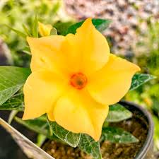 Image result for dipladenie žlutá obrázek