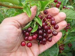 For the cook and strain method, place all the fruit in a saucepan with a bit of water. How To Use Chokecherries Home Family