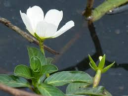 Image result for Ludwigia adscendens