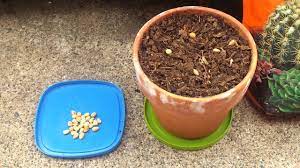 Germination of marijuana seeds, cannabis sativa. How To Grow A Cherry Tree From Seed Part 1 Youtube