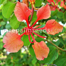 Image result for Bauhinia galpinii
