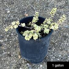 Image result for Odontosoria afra