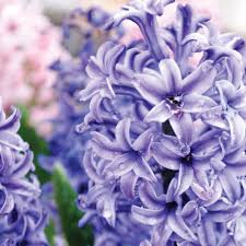Flowers that start with an h. Hardy Bulbs For Wisconsin Gardens Johnson S Gardens Cedarburg Wi