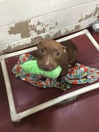 Paws atlanta provides the medical care, food, and supplies. Fulton And Dekalb Animal Shelters To Hold No Fee Adoption Event Due To Overcrowding Reporter Newspapers