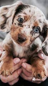 joli petit chiot teckel aux yeux bleus bebebonitos baby animals funny cute dogs coloriage de safari lion