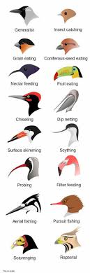 Different Birds And Their Meanings Different Beak Shapes On Various Birds And Their Functions Bird Beaks Animal Adaptations Biology