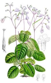 Image result for Streptocarpus myoporoides