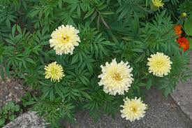 Image result for Tagetes erecta