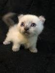 Prices - Munchkin Kittens for sale | Tica Kinkalow Kittens