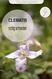 Der jährliche rückschnitt stärkt das längenwachstum und kräftigt die triebe der pflanzen. Clematis Waldrebe Schneiden Wann Und Wie Viel Clematis Clematis Schneiden Waldreben