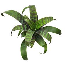 Image result for Erythrococca kirkii