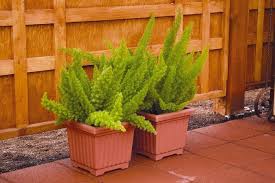 Maybe you would like to learn more about one of these? Asparagus Densiflorus Myersii Foxtail Fern Evans Nursery