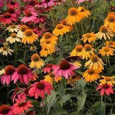 Perennials At Lowes Com Echinacea Phlox Flowers Perennials