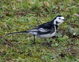 Ils ne font jamais semblant. Bergeronnette Petit Oiseau Noir Blanc Faune De Plein Air Oiseau Majestueux Plume Le Bec Ailes Pikist