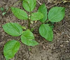 Image result for Pseudobromus engleri