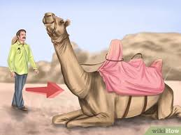 Fiona has been tour guide _ ten since from for. How To Ride A Camel 12 Steps With Pictures Wikihow