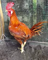 Sebagaimana yang kita ketahui, ayam merupakan salah satu jenis hewan ternak yang umum dikonsumsi manusia sebagai pangan sumber protein yang baik bagi tubuh. Image Page 10 Info Ayam Peru And Sweater