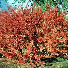 Image result for Cotoneaster