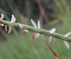 Image result for Hemarthria