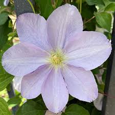 Image result for Clematis costata