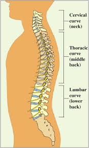 Anatomy Of A Normal Spine Saint Luke S Health System