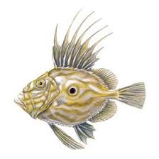 lemon caper butter dressed john dory recipe john dory john dory fish nautical drawings