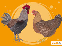 Um als winterlegende rasse bezeichnet zu werden, reicht die legetätigkeit jedoch nicht aus. Bielefelder Kennhuhn Haltung Herkunft Etc Markt De