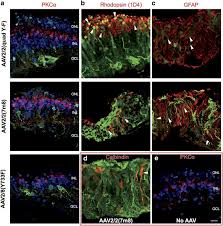 Some of the technologies we use are necessary for critical functions like security and site integrity, account authentication, security and privacy preferences, internal site usage and. Tropism Of Engineered And Evolved Recombinant Aav Serotypes In The Rd1 Mouse And Ex Vivo Primate Retina Gene Therapy