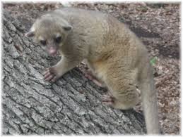 Pin On All Creatures