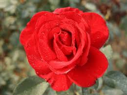 We did not find results for: Kitajskie Rozy Sazhency Hybrid Tea Roses Rose Rose Varieties