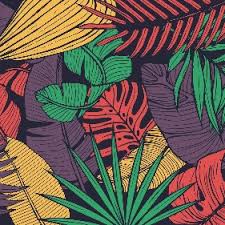 Image result for Strombosiopsis tetrandra