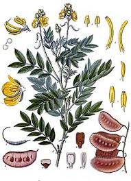 Image result for Fabaceae subfamily Caesalpinioideae