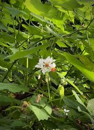 Image result for Sparrmannia