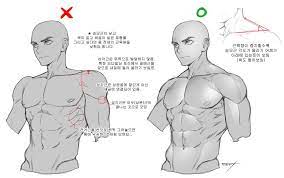 Anatomical drawings ap male torso radiation products. Male Torso Anatomy Reference Guy Drawing Art Reference Poses