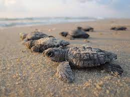How To See A Sea Turtle Hatchling Release Padre Island National Seashore U S National Park Service